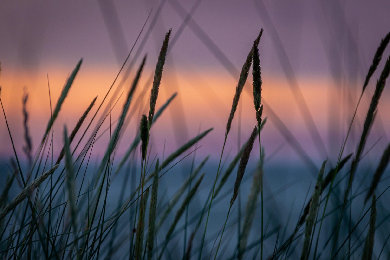 Grandes herbes au premier plan avec en fond un couché de soleil sur la mer